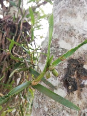 Scaphyglottis imbricata