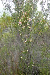 Erica diaphana