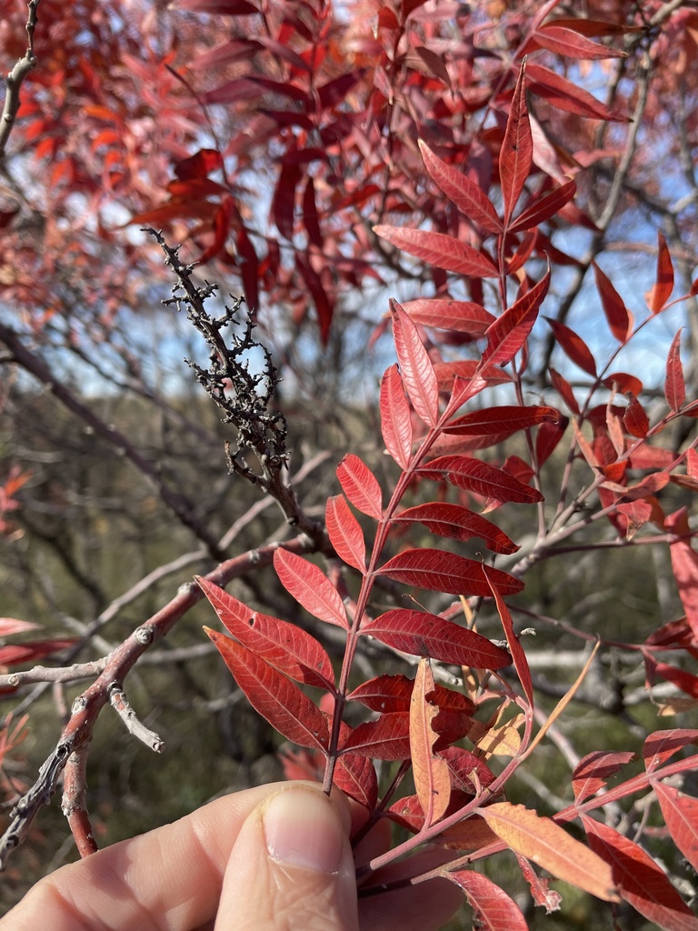 Prairie flameleaf sumac from I20 Svc Rd, Aledo, TX, US on December 10