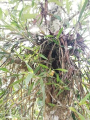 Scaphyglottis imbricata