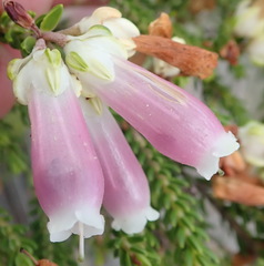 Erica diaphana