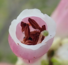 Erica diaphana