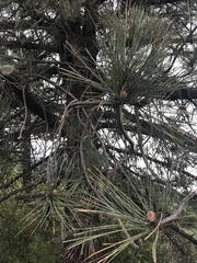 Pinus coulteri