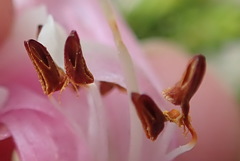 Erica diaphana