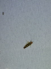 Pawiloma multilunatula