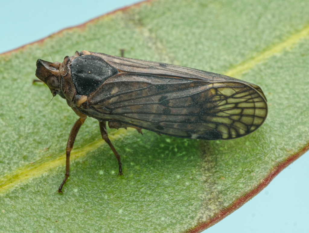 Rhigedanina