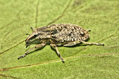 Asproparthenis punctiventris