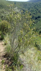 Erica diaphana