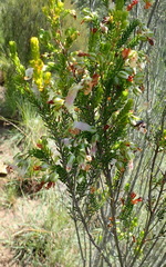 Erica diaphana