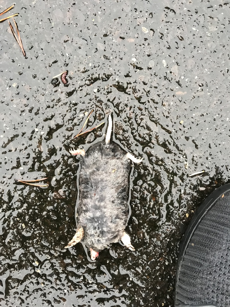 Coast Mole