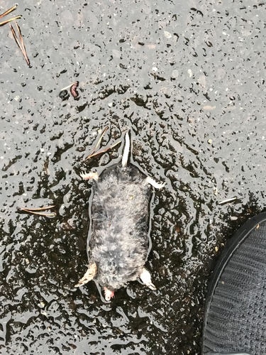 Coast Mole