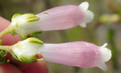 Erica diaphana
