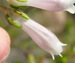 Erica diaphana