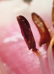 Erica diaphana