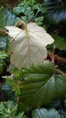 Rubus tricolor