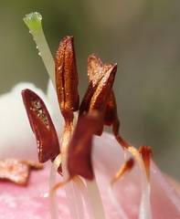 Erica diaphana