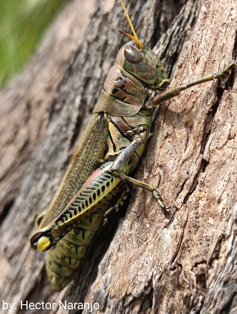 Differential Grasshopper From San Andrés Totoltepec 14460 Ciudad De México Cdmx México On