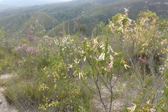 Erica diaphana