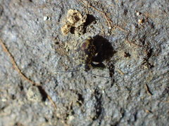 Ptenothrix beta