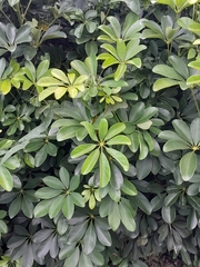 Schefflera arboricola image