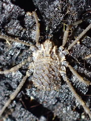 Ortholasma levipes