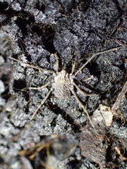Ortholasma levipes