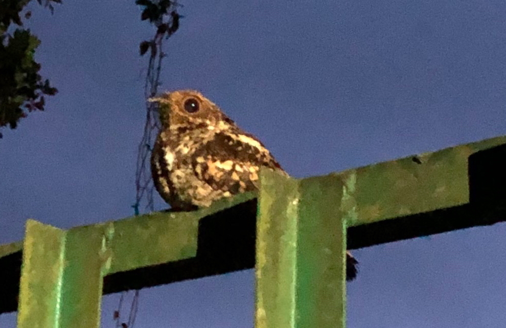 Salvadori's Nightjar (Caprimulgus pulchellus), photo 2