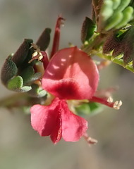 Indigofera poliotes