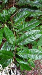 Gaertnera phyllostachya image