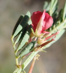 Indigofera poliotes