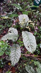 Psychotria bullulata image