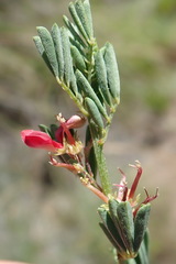 Indigofera poliotes