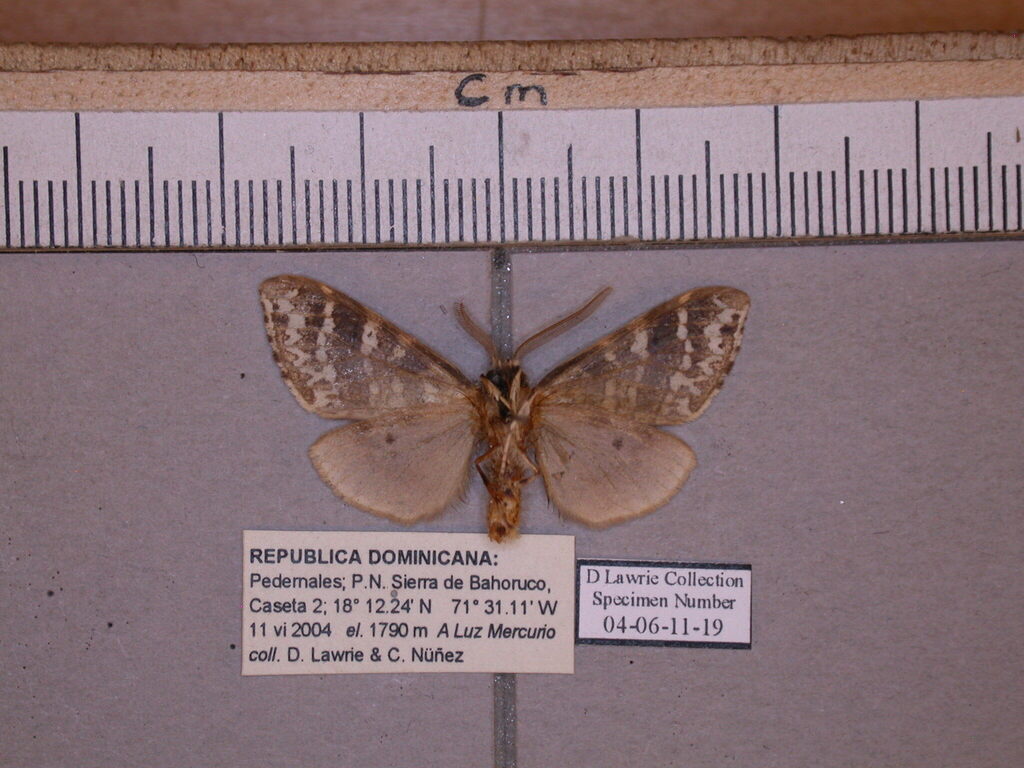 Lophocampa occidentalis