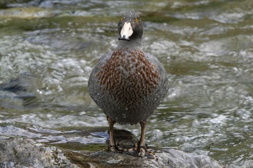 Blue Duck (Hymenolaimus malacorhynchos)