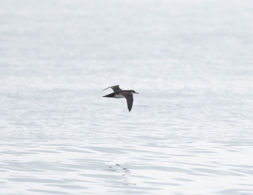 Pardela pichoneta (Puffinus puffinus)