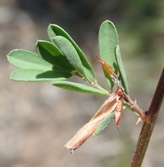 Indigofera poliotes