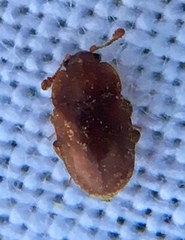 Epuraea aestiva