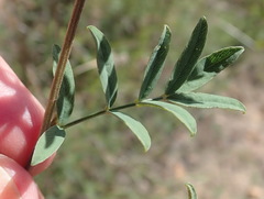 Tephrosia capensis capensis
