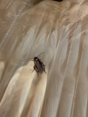 Periplaneta australasiae image