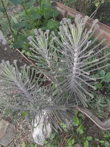 Kalanchoe delagoensis image