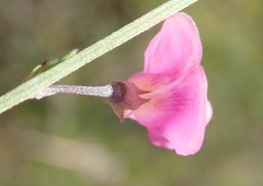 Tephrosia capensis capensis