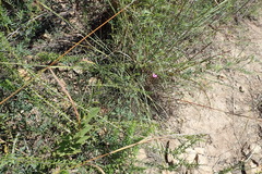 Tephrosia capensis capensis