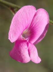 Tephrosia capensis capensis