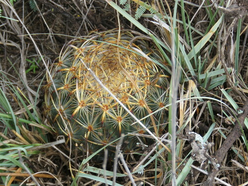 Sclerocactus unguispinus