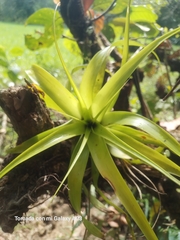 Tillandsia elongata image