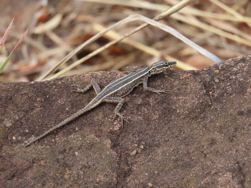Sekhukune Flat Lizard