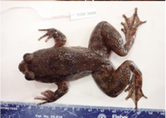 Limnonectes conspicillatus