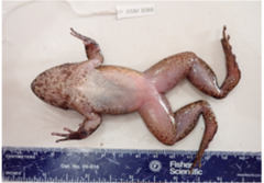 Limnonectes conspicillatus