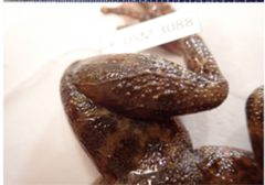 Limnonectes conspicillatus