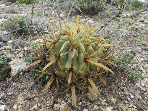 Image of Ferocactus latispinus by (c) Luis F. Ramírez, some rights reserved (CC BY)